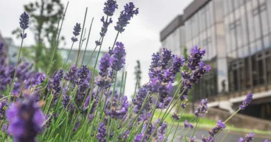 an image of a lavender bush with the UL main building out of focus in the background